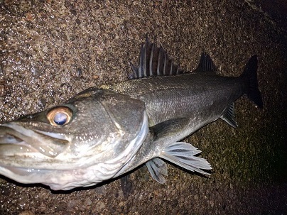 東京隅田川シーバスの釣り方を極める